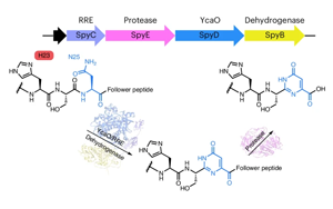 自然發生的DNA-蛋白質融合分子 自然發生的DNA-蛋白質融合分子