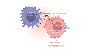 Cancer Cell發(fā)現(xiàn)了一些癌癥對免疫治療沒有反應(yīng)的關(guān)鍵原因:代謝機(jī)制阻礙免疫反應(yīng) Cancer Cell發(fā)現(xiàn)了一些癌癥對免疫治療沒有反應(yīng)的關(guān)鍵原因:代謝機(jī)制阻礙免疫反應(yīng)