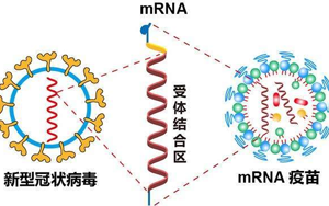mRNA疫苗技術(shù)解析-關(guān)鍵性原料為開發(fā)保駕護(hù)航 mRNA疫苗技術(shù)解析-關(guān)鍵性原料為開發(fā)保駕護(hù)航