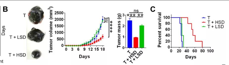 鹽要漲價了！Science子刊揭示：高鹽飲食或可誘導有效的腫瘤免疫！
