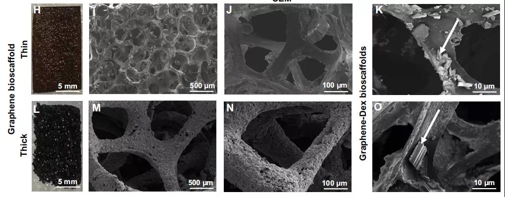 石墨烯 YYDS！Science Advances：石墨烯生物支架用于抑制器官移植的炎癥反應(yīng)，提高移植細(xì)胞的生存率