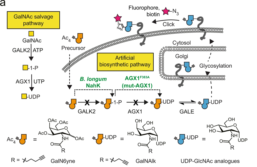 用于化學標記UDP-GalNAc/GlcNAc類似物的人工生物合成途徑的開發