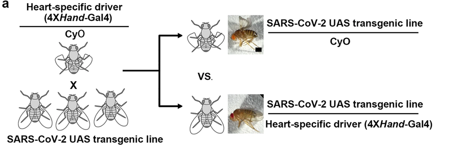 遺傳篩選示意圖，通過心臟病理學識別特定的SARS-CoV-2基因