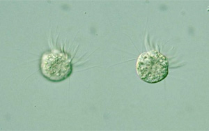 《PNAS》首次發現，一種專吃病毒為生的微生物