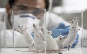 PNAS：最新發現！常見的甜味劑阿斯巴甜或與焦慮癥發生直接相關