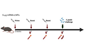Science子刊:世界首個(gè)能抵御致死性細(xì)菌感染的mRNA疫苗問(wèn)世 Science子刊:世界首個(gè)能抵御致死性細(xì)菌感染的mRNA疫苗問(wèn)世