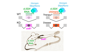 神秘的小RNA分子:第一個自然產生的,能調節(jié)選擇性剪接的RNA 神秘的小RNA分子:第一個自然產生的,能調節(jié)選擇性剪接的RNA
