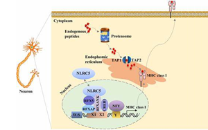 PNAS：新技術(shù)讓癌細(xì)胞更容易暴露出來(lái)
