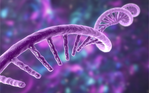 《Nature》新技術捕獲了短壽命RNA,從而揭示了細胞中基因轉錄的隱秘協調方式 《Nature》新技術捕獲了短壽命RNA,從而揭示了細胞中基因轉錄的隱秘協調方式