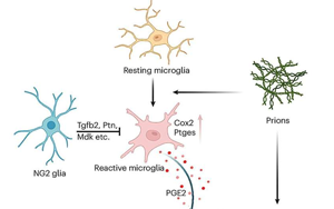 《Nature Neuroscience》能抵抗朊病毒的細(xì)胞有什么特征? 《Nature Neuroscience》能抵抗朊病毒的細(xì)胞有什么特征?